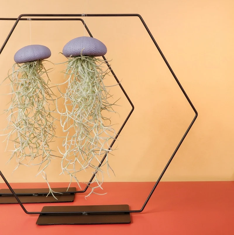 AIRPLANT HOLDER - HEXAGON BLACK