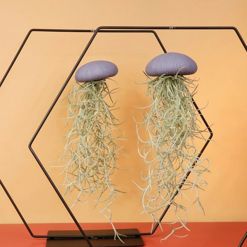 AIRPLANT HOLDER - HEXAGON BLACK