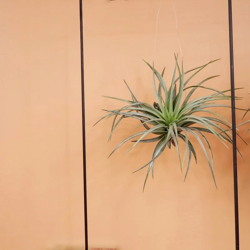 AIRPLANT HOLDER - RECTANGLE BLACK