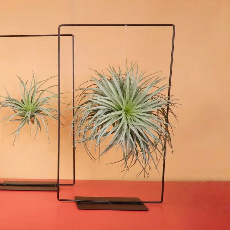 AIRPLANT HOLDER - RECTANGLE BLACK