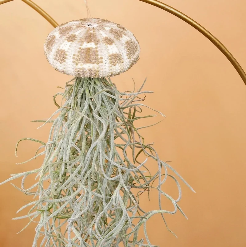 AIRPLANT HOLDER - RING GOLD