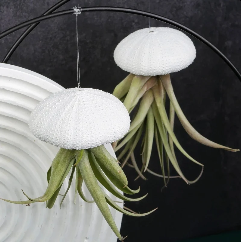 AIRPLANT HOLDER - RING BLACK