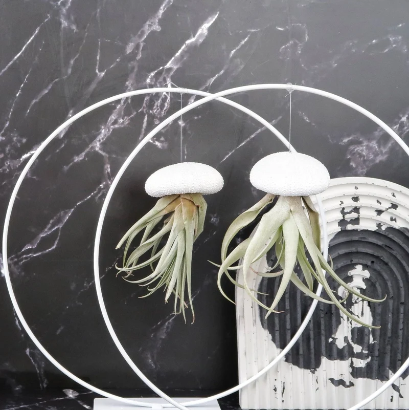 AIRPLANT HOLDER - RING WHITE