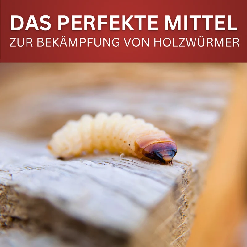Holzwurm-Spray 2026