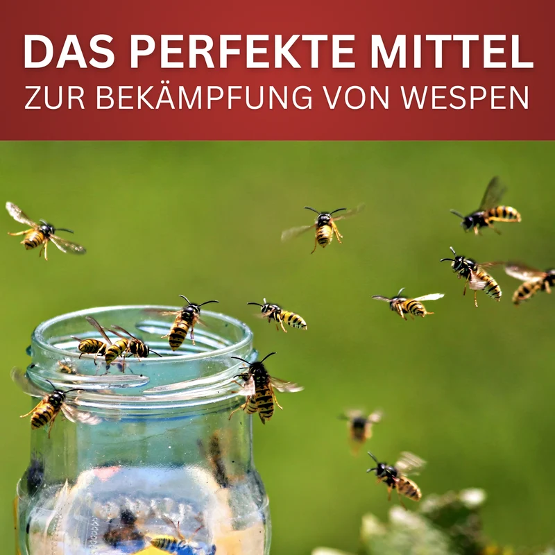 Wespen-Spray 2026