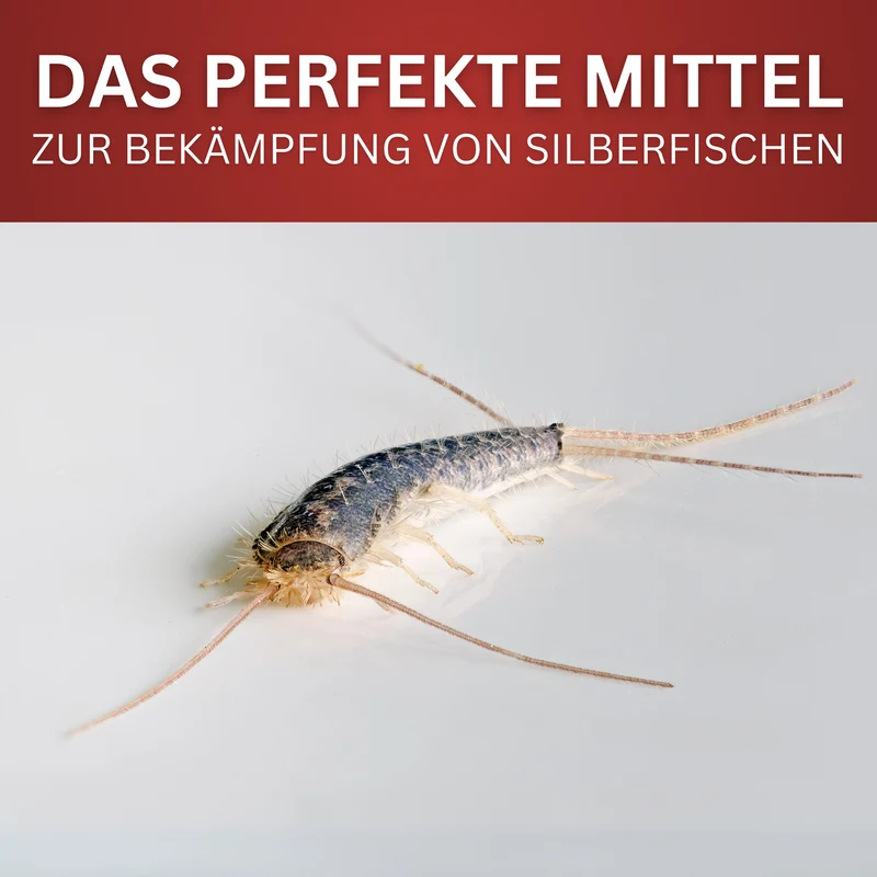 Silberfisch-Spray