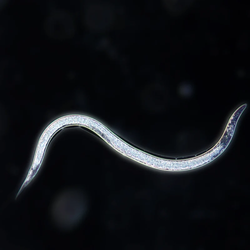 Nematoden gegen Feigen-Spreizflügelfalter (Steinernema feltiae)