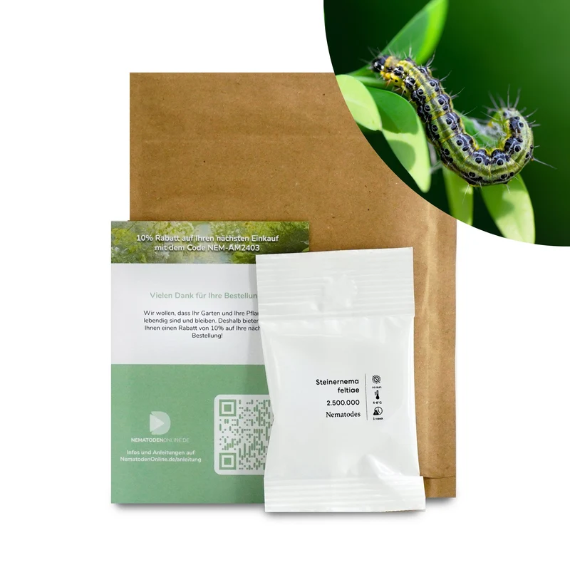 Nematoden gegen Buchsbaumzünsler (Steinernema feltiae)