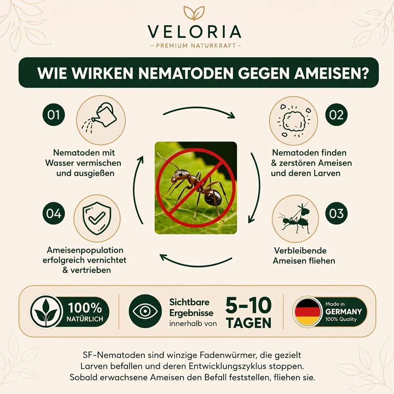 VELORIA SF-Nematoden gegen Ameisen
