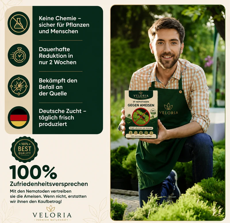 VELORIA SF-Nematoden gegen Ameisen