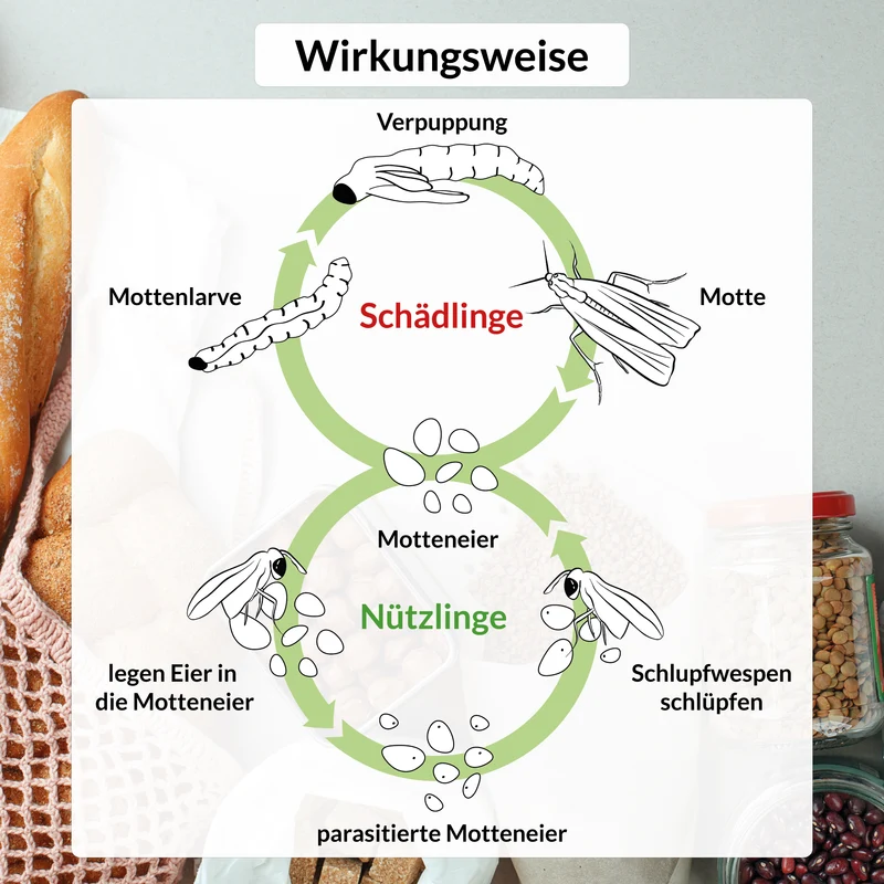 Trichobest® gegen Lebensmittelmotten Komplettbehandlung (3 Lieferungen)