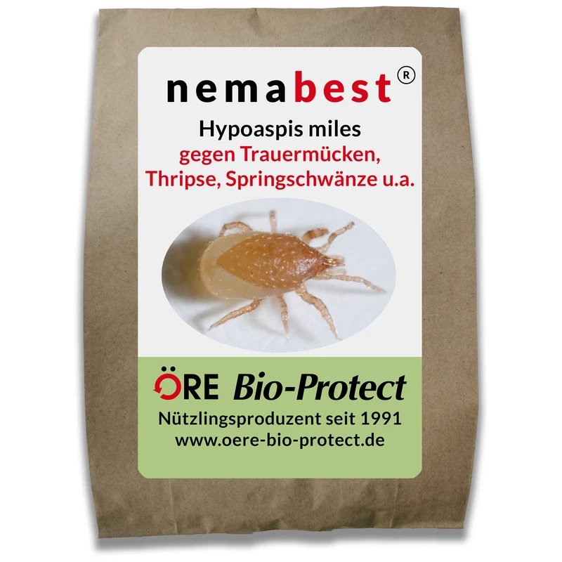 Hypoaspis miles Raubmilben gegen Trauermücken, Sumpffliegen, Thripse, Wurzelläuse und Collembolen