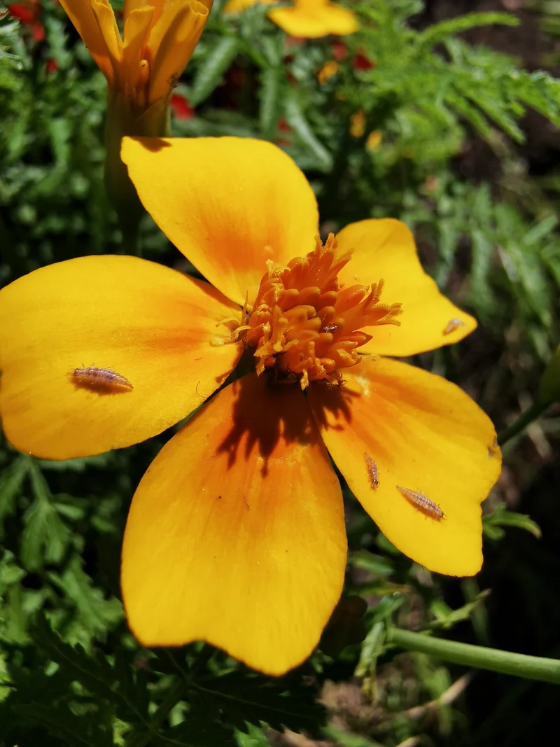 Florfliegenlarven in Pappwabe gegen Blattläuse, Spinnmilben, Thrips u. a.