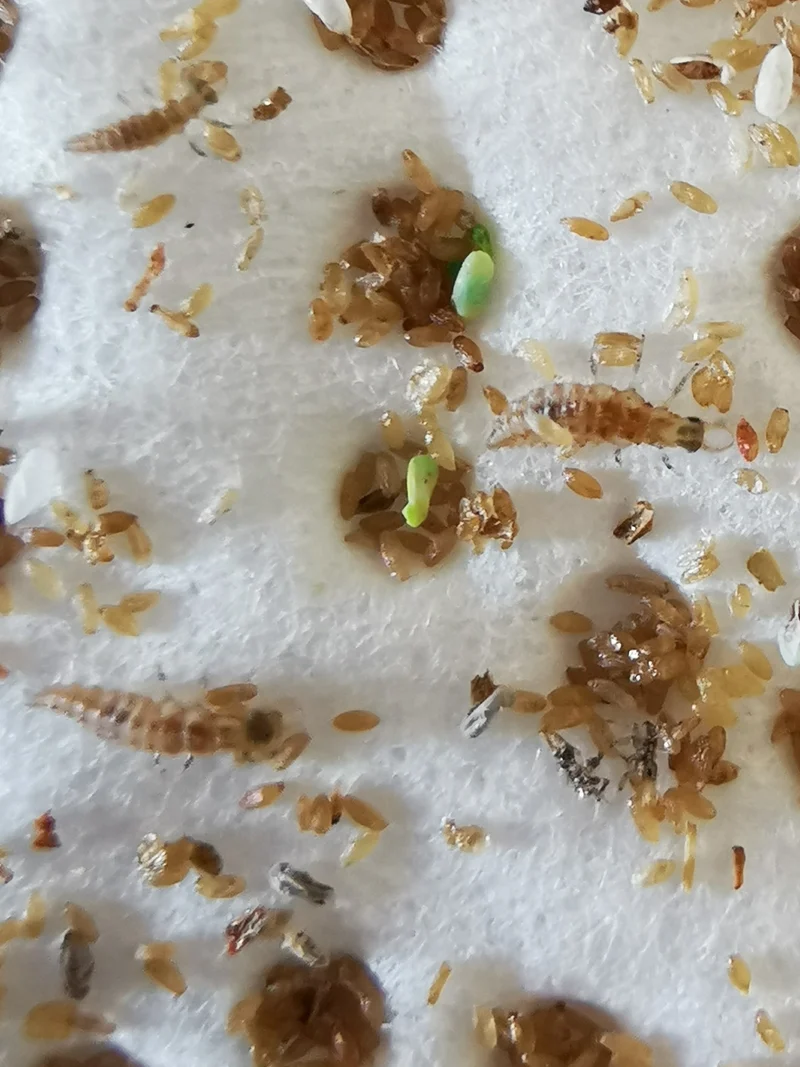 Florfliegenlarven in Pappwabe gegen Blattläuse, Spinnmilben, Thrips u. a.
