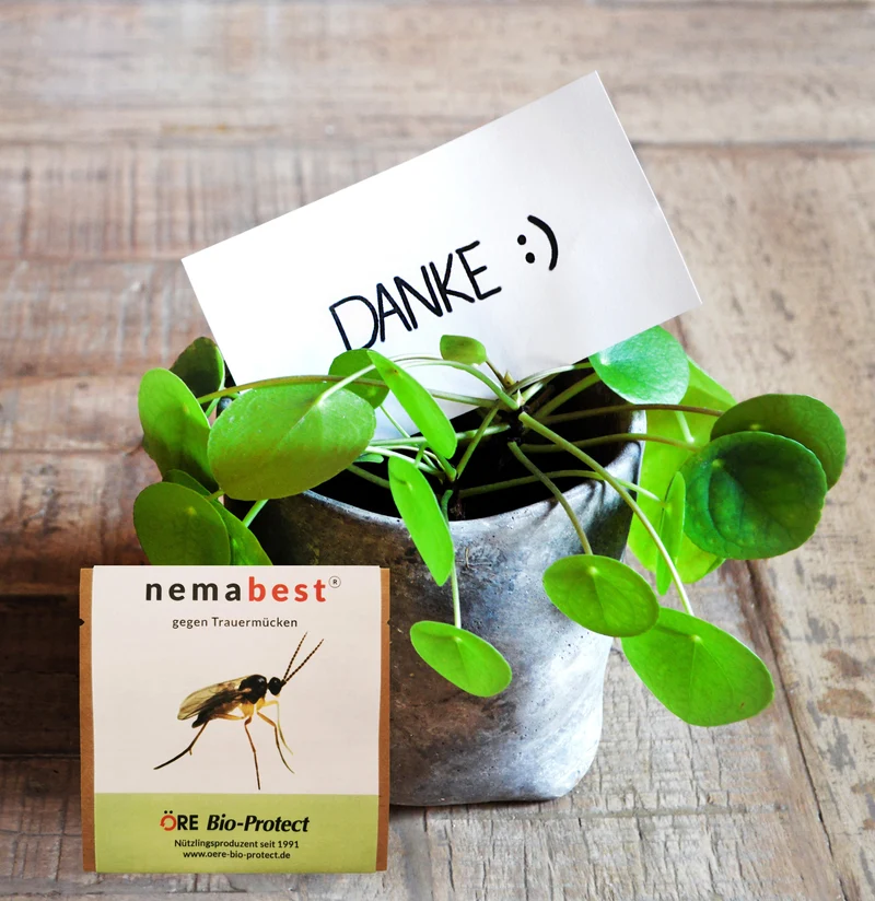 nemabest® SF Nematoden gegen Trauermücken