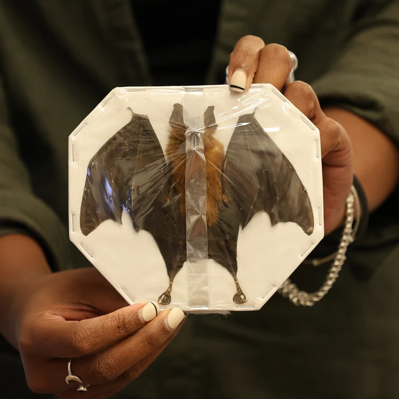 10 Spread-Winged Assorted Tropical Bats | Indonesian Non-CITES Wholesale