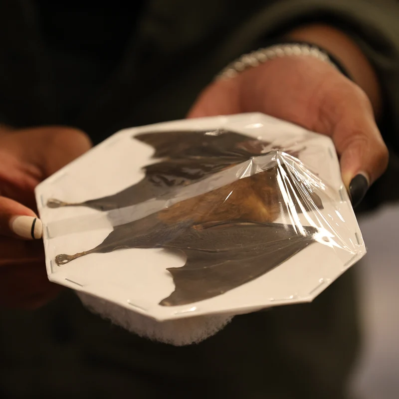 Assorted Common Bat Specimens | A1 Quality | Dry-Preserved CHIROPTERA (Spread Half Folded)