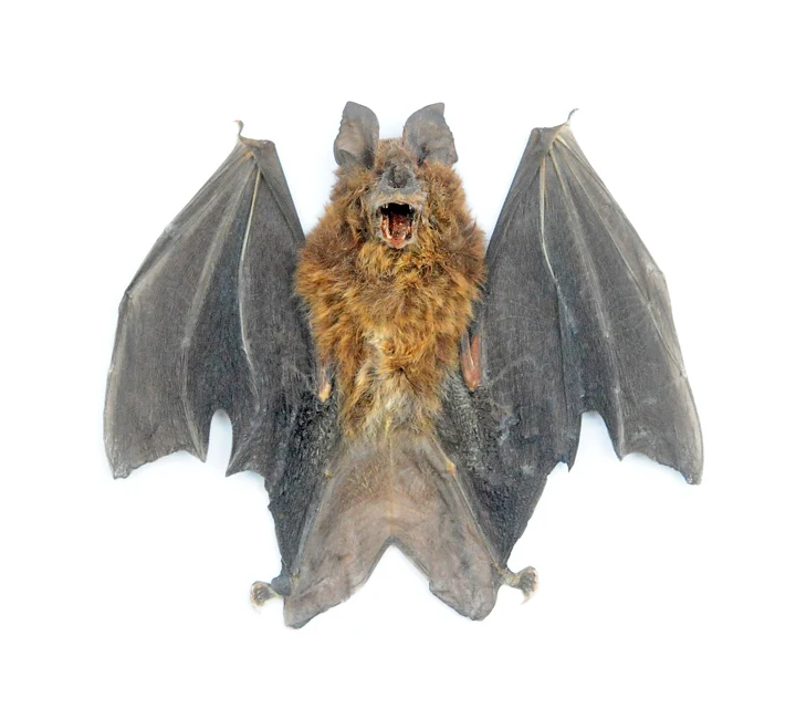 Assorted Common Bat Specimens | A1 Quality | Dry-Preserved CHIROPTERA (Spread Half Folded)