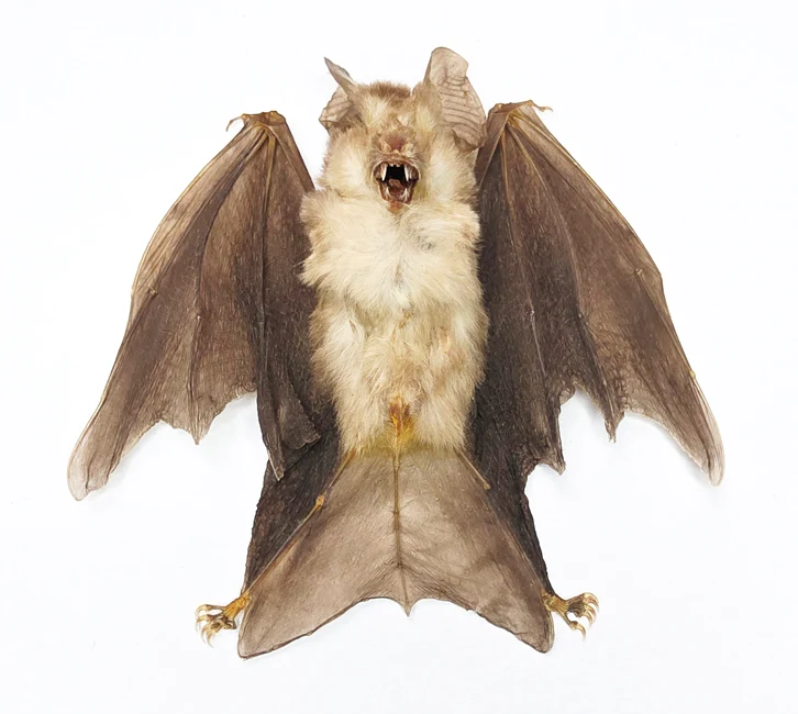 Assorted Common Bat Specimens | A1 Quality | Dry-Preserved CHIROPTERA (Spread Half Folded)