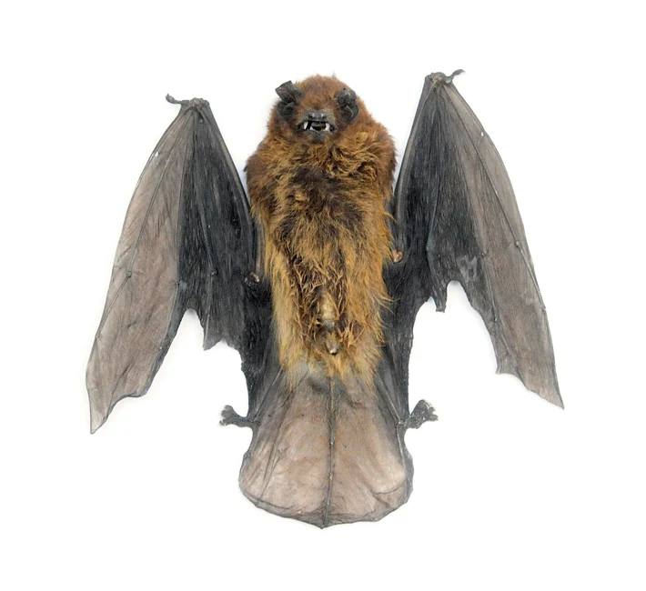 Assorted Common Bat Specimens | A1 Quality | Dry-Preserved CHIROPTERA (Spread Half Folded)