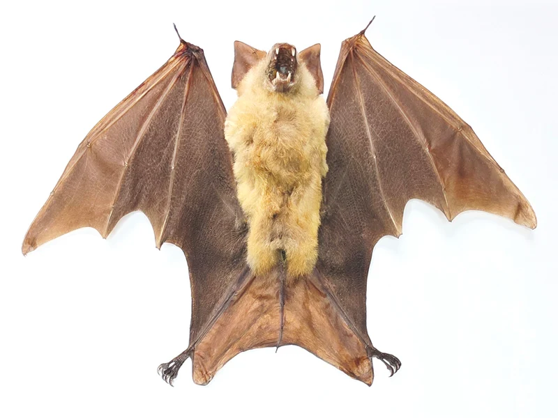 Assorted Common Bat Specimens | A1 Quality | Dry-Preserved CHIROPTERA (Spread Half Folded)