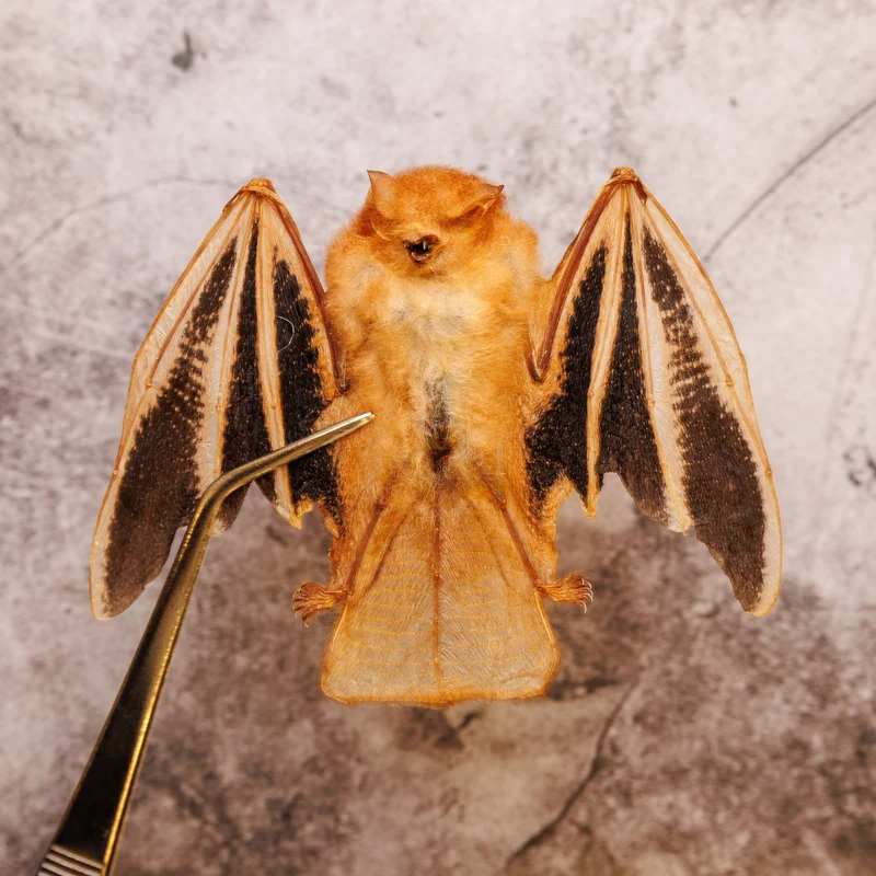 Assorted Common Bat Specimens | A1 Quality | Dry-Preserved CHIROPTERA (Spread Half Folded)