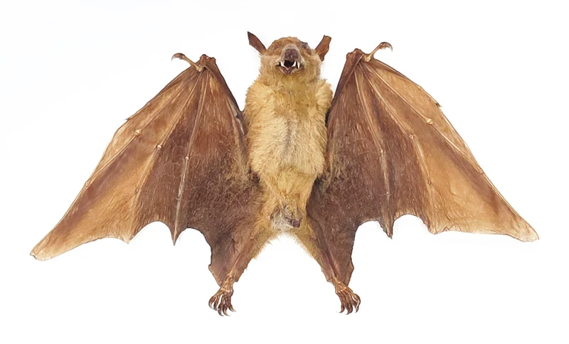 Assorted Common Bat Specimens | A1 Quality | Dry-Preserved CHIROPTERA (Spread Half Folded)