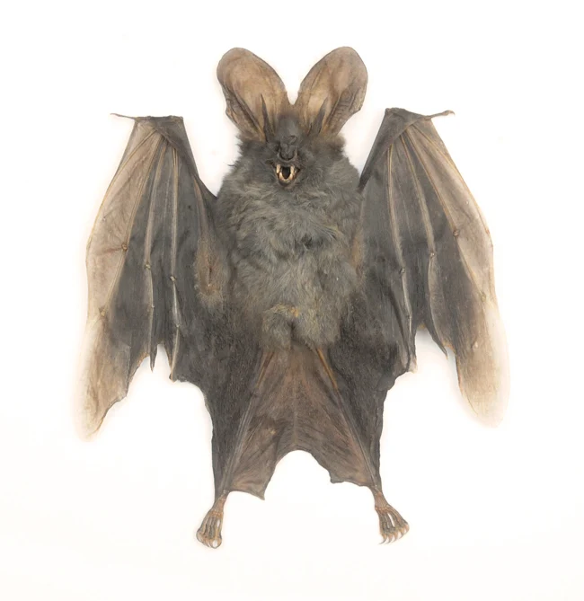 Assorted Common Bat Specimens | A1 Quality | Dry-Preserved CHIROPTERA (Spread Half Folded)