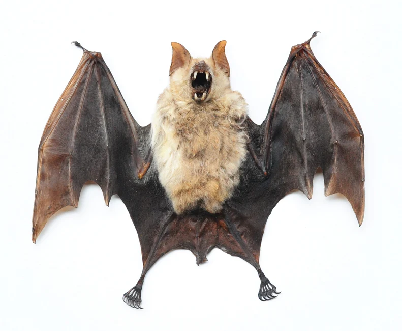 Assorted Common Bat Specimens | A1 Quality | Dry-Preserved CHIROPTERA (Spread Half Folded)