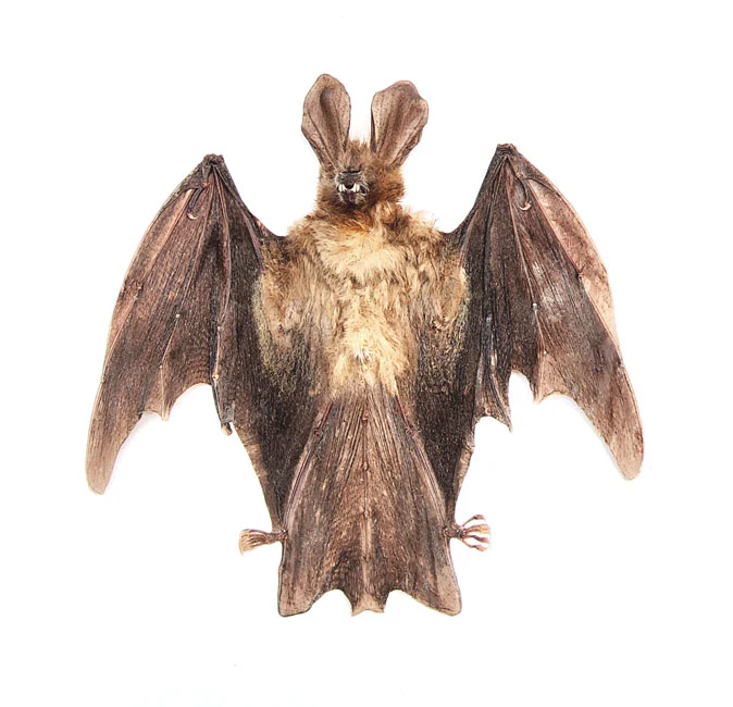 Assorted Common Bat Specimens | A1 Quality | Dry-Preserved CHIROPTERA (Spread Half Folded)