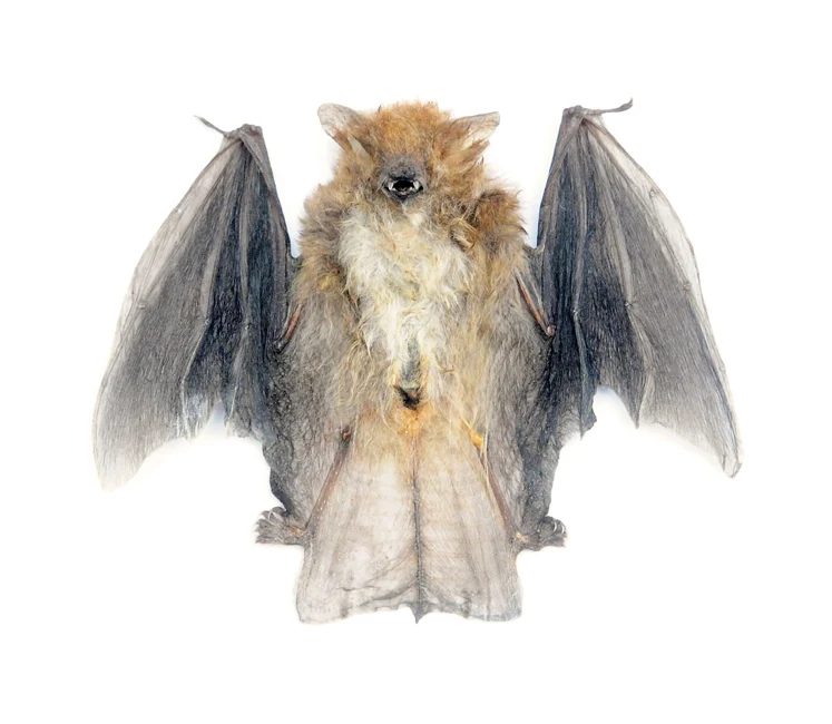 Assorted Common Bat Specimens | A1 Quality | Dry-Preserved CHIROPTERA (Spread Half Folded)