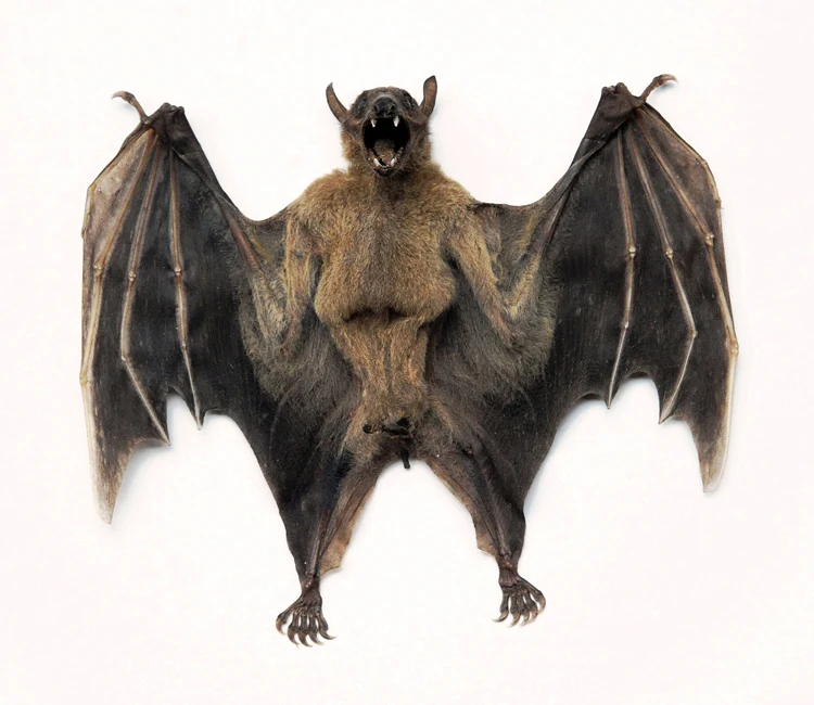 Assorted Common Bat Specimens | A1 Quality | Dry-Preserved CHIROPTERA (Spread Half Folded)