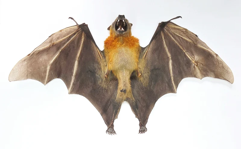 Assorted Common Bat Specimens | A1 Quality | Dry-Preserved CHIROPTERA (Spread Half Folded)
