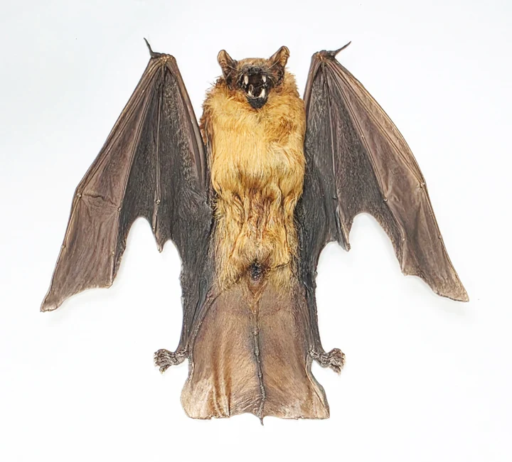 Assorted Common Bat Specimens | A1 Quality | Dry-Preserved CHIROPTERA (Spread Half Folded)