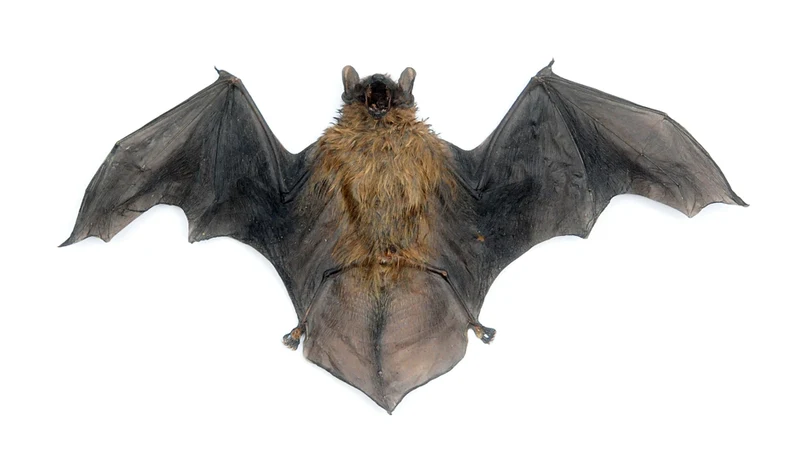 Assorted Common Bat Specimens | A1 Quality | Dry-Preserved CHIROPTERA (Spread Half Folded)
