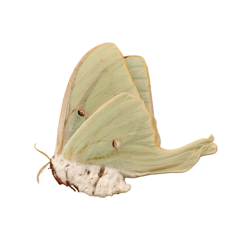 American Moon Moth (Actias luna) | A1 Unmounted Specimen | BugsDirect