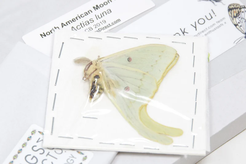 American Moon Moth (Actias luna) | A1 Unmounted Specimen | BugsDirect