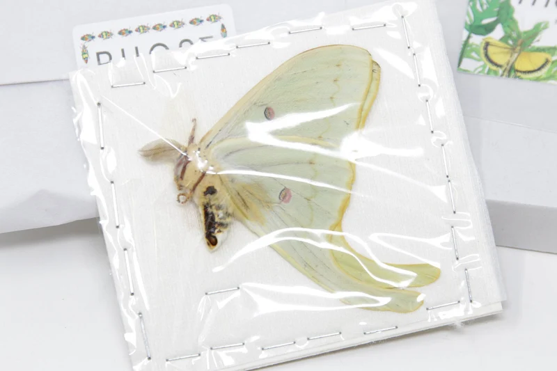 American Moon Moth (Actias luna) | A1 Unmounted Specimen | BugsDirect