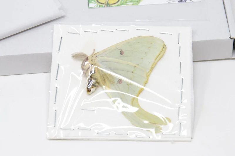 American Moon Moth (Actias luna) | A1 Unmounted Specimen | BugsDirect