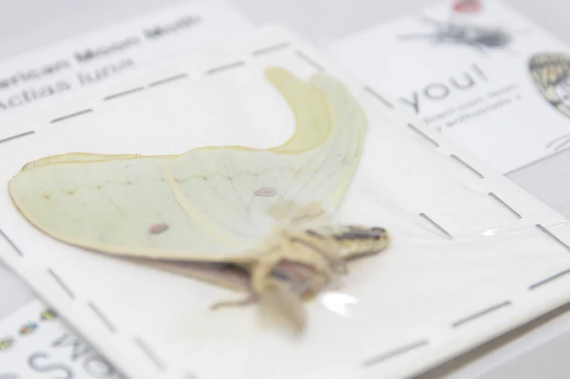 American Moon Moth (Actias luna) | A1 Unmounted Specimen | BugsDirect