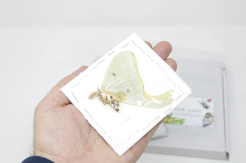 American Moon Moth (Actias luna) | A1 Unmounted Specimen | BugsDirect
