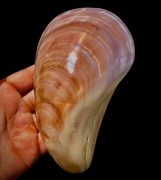 Polished Japanese Conch Shell, Stavelia subdistorta, 143 mm