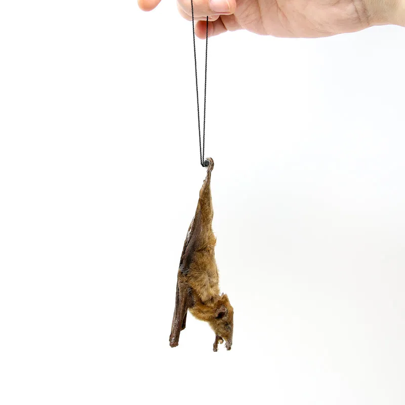 Tropical Hanging Bats | Assorted Common Species | Med/Lrg | Non-CITES Taxidermy