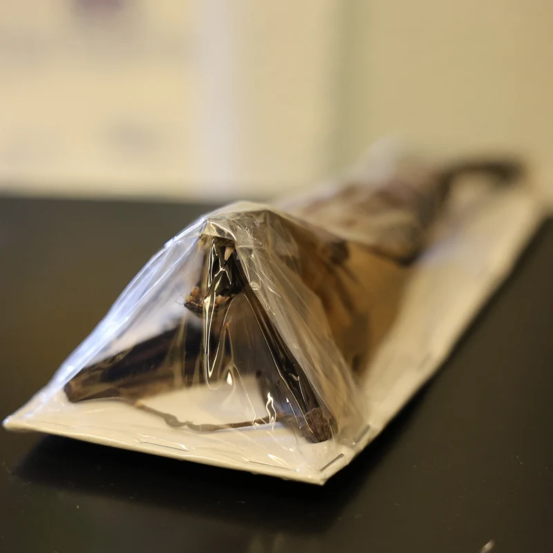 Tropical Hanging Bats | Assorted Common Species | Med/Lrg | Non-CITES Taxidermy