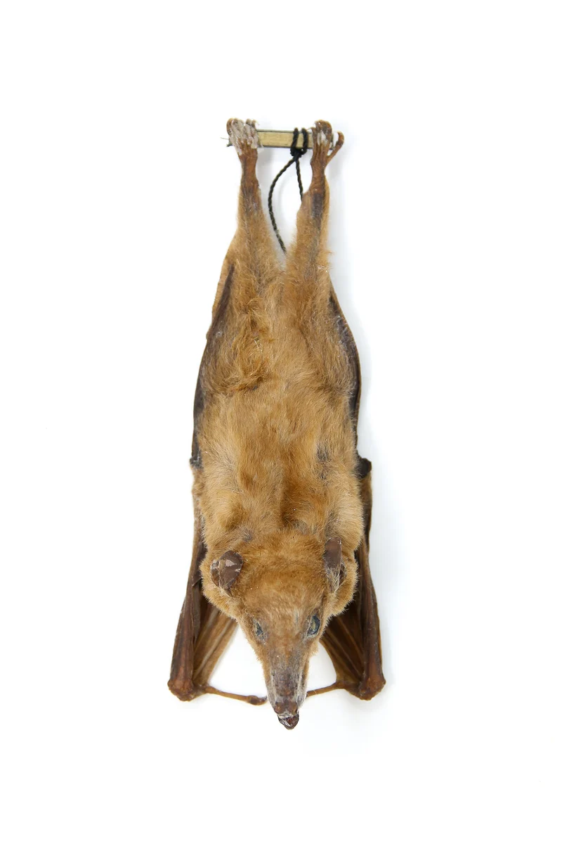 Tropical Hanging Bats | Assorted Common Species | Med/Lrg | Non-CITES Taxidermy