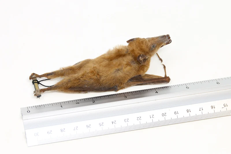 Tropical Hanging Bats | Assorted Common Species | Med/Lrg | Non-CITES Taxidermy