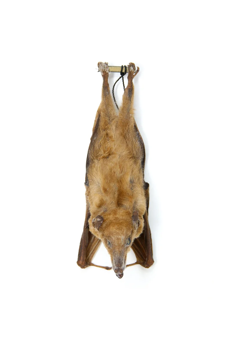 Tropical Hanging Bats | Assorted Common Species | Med/Lrg | Non-CITES Taxidermy
