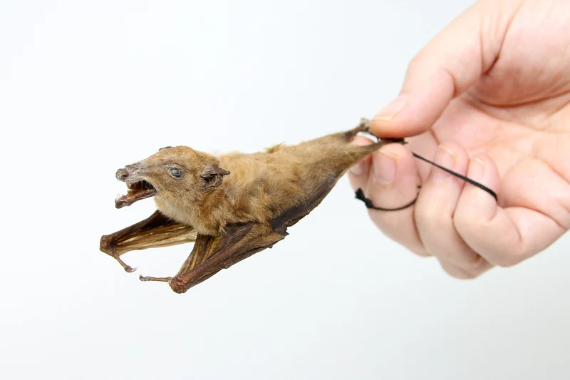 Tropical Hanging Bats | Assorted Common Species | Med/Lrg | Non-CITES Taxidermy