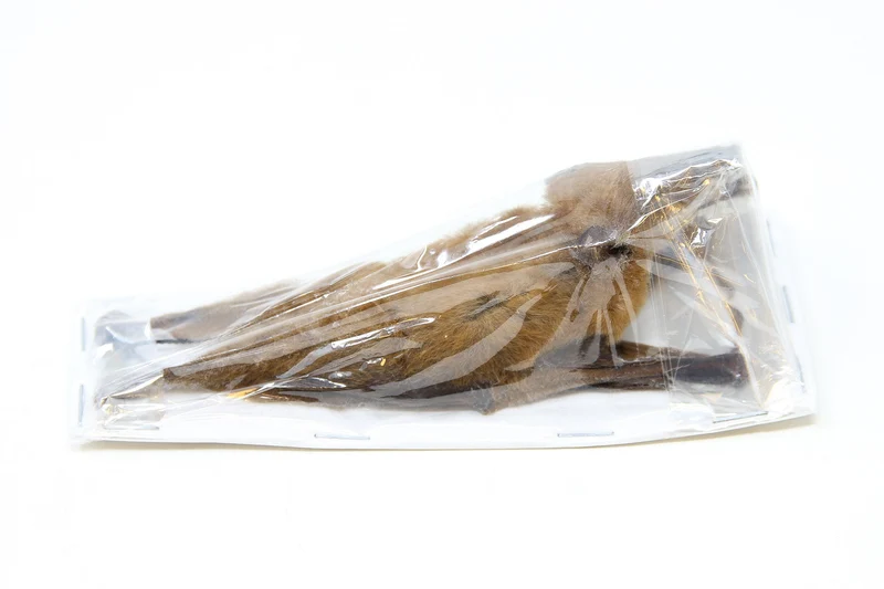 Tropical Hanging Bats | Assorted Common Species | Med/Lrg | Non-CITES Taxidermy
