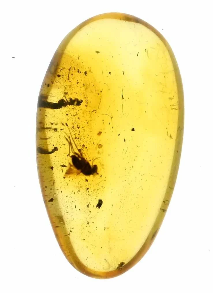 Burmese Amber Fossil with Insect Inclusion | Cretaceous | Hukawng Valley | 10mm